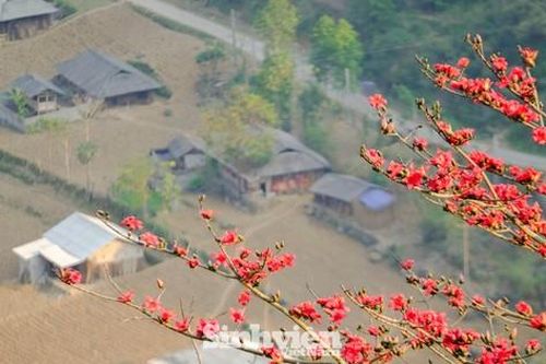 Tháng Ba, đến Hà Giang 'săn' hoa gạo nở