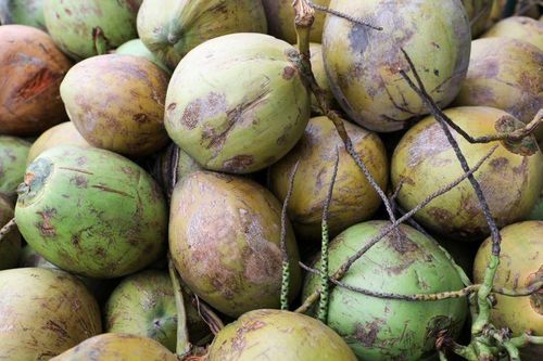 Phế phẩm trở thành công cụ bảo vệ bờ biển khỏi xói mòn
