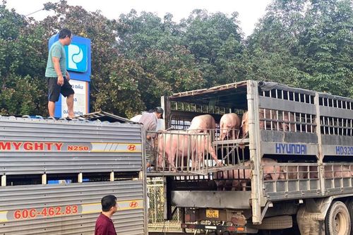 Kiến nghị giảm thuế nhập khẩu nguyên liệu để tháo gỡ khó khăn chăn nuôi heo