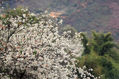 Hoa sơn tra bung nở tuyệt đẹp trên rẻo cao Sơn La