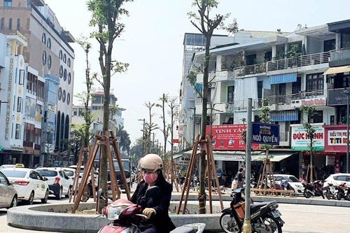 Giá cây bàng Đài Loan trồng dọc đường đi bộ 97 tỷ ở Huế đắt hay rẻ?