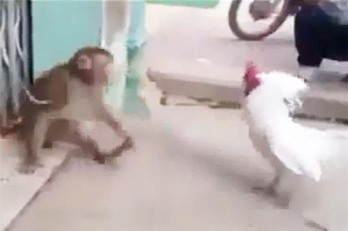 Clip: Gà trống 'tỷ thí võ nghệ' với khỉ và cái kết bất ngờ