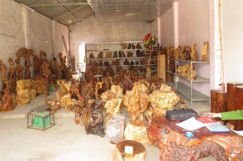 Bắt tạm giam 2 người chuyên thu gom gỗ quý trái phép