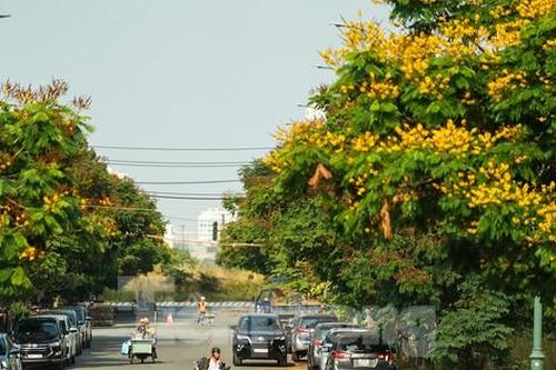 Điệp vàng rợp sắc ở Thủ Thiêm