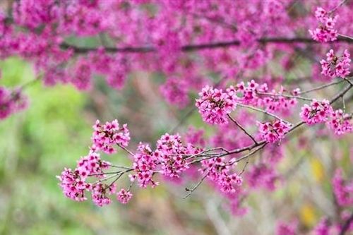 Bước chân ánh sáng