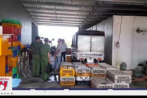 Đồng Tháp phát hiện cơ sở lữu trữ số lượng lớn mèo