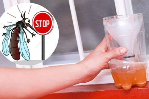 Mẹo khiến muỗi chết cả đàn chỉ với một lon bia và bột giặt, không cần hóa chất độc hại