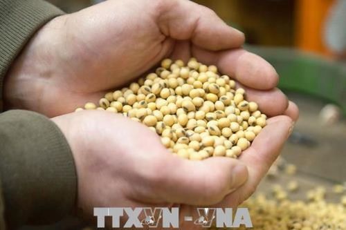 Ngành chế biến đậu tương Argentina lao đao