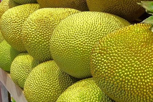 Giá mít Thái tăng cao nhất trong vòng 4 năm qua