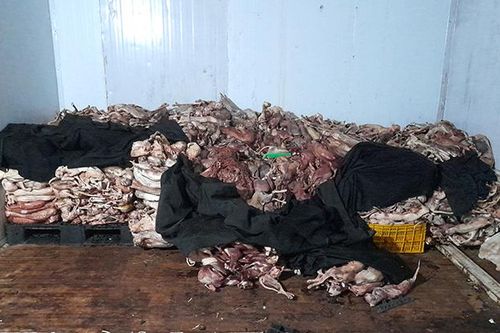 Thu giữ hơn 1 tấn mèo không rõ nguồn gốc