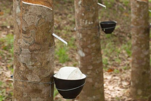 Cao su Phước Hòa đặt kế hoạch lợi nhuận đi lùi hơn 50% năm 2023