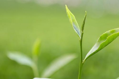 Mộc Châu – mùa hái búp xanh
