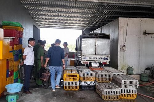 Phát hiện hơn 1 tấn mèo không rõ nguồn gốc ở Đồng Tháp