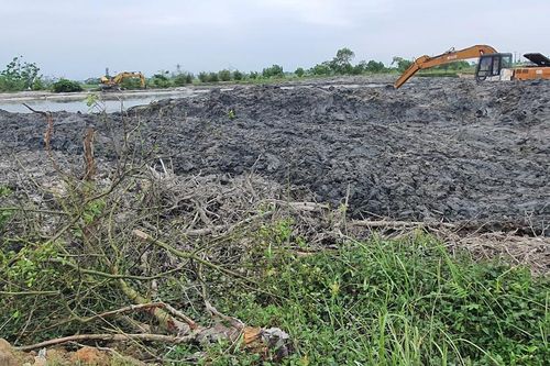 Vụ rừng ngập mặn ở Huế bị san ủi: Kiểm điểm tập thể và cá nhân liên quan