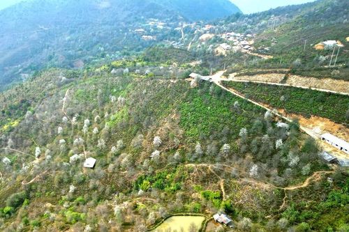 Lần đầu tiên tổ chức lễ hội hoa Sơn Tra