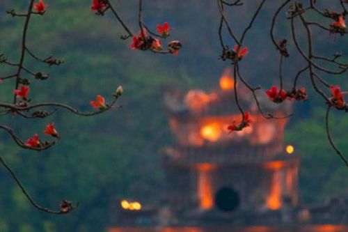 Những điểm check-in hoa gạo gần Hà Nội
