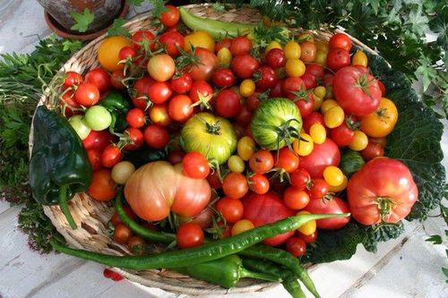 Khu vườn phủ kín rau quả sạch của người phụ nữ bắt đầu trồng trọt từ năm 10 tuổi