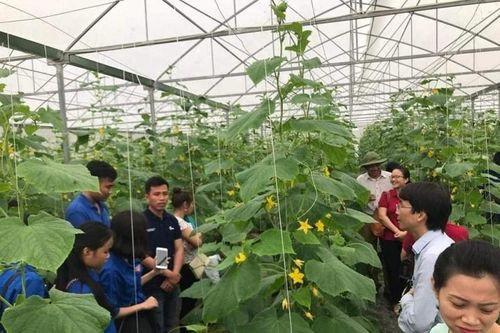 Nghệ An: Thực hiện chuyển đổi số, hướng tới nông thôn mới thông minh