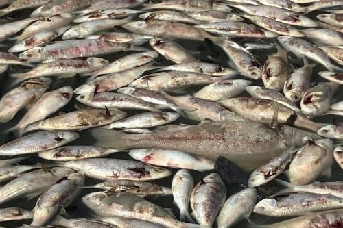 Cư dân Menindee thức giấc, phát hiện hàng triệu xác cá dạt vào bờ