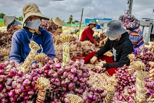 Hành tím Việt Nam chịu sự cạnh tranh gay gắt với hành Ấn Độ nhập khẩu giá rẻ