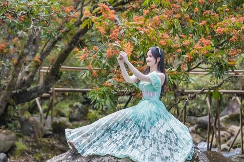 Quảng Bình: Chiêm ngưỡng hoa 'Vô Ưu' mùa nở rộ