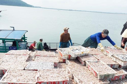 Ngư dân miền Trung trúng đậm cá cơm biển