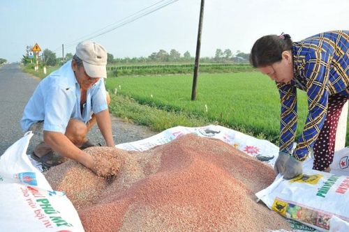 Giá phân bón hôm nay 19/3: Giao dịch cuối tuần trầm lắng