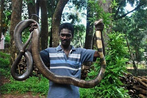 Hé lộ sự thật về vùng đất của rắn hổ mang chúa khổng lồ như trong phim kinh dị