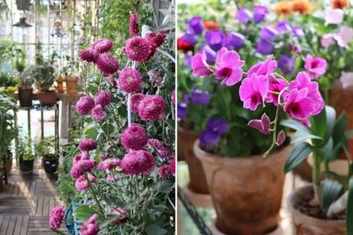 Khu vườn ban công chỉ rộng 2m2 nhưng chứa gần trăm chậu cây