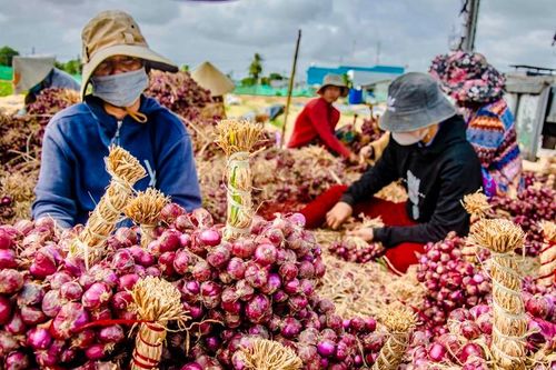 Xuất khẩu hành tím gặp khó do sức mua của thị trường suy giảm