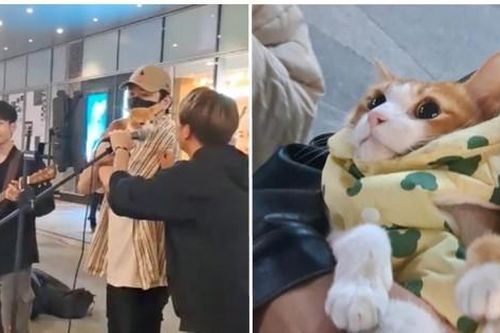 Chú mèo biểu diễn cùng chủ trên đường phố, khán giả vừa ngưỡng mộ vừa buồn cười