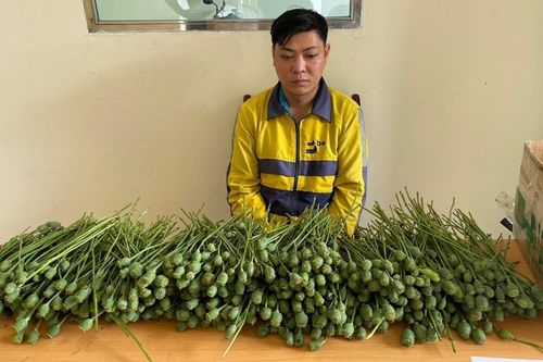 Mang 5 kg cây thuốc phiện ra bán ở cổng trường