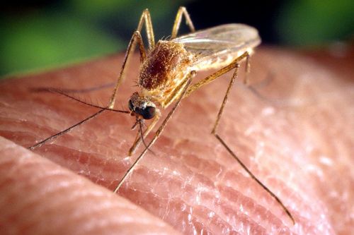 Ngăn muỗi bằng cách vô hiệu hóa tinh trùng của chúng