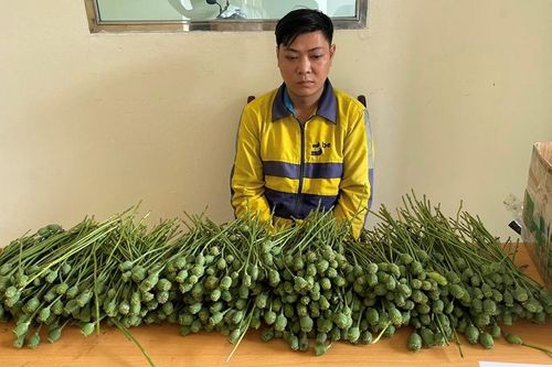 Phê chuẩn khởi tố hai đối tượng mua bán trái phép hàng chục kg quả và cây thuốc phiện