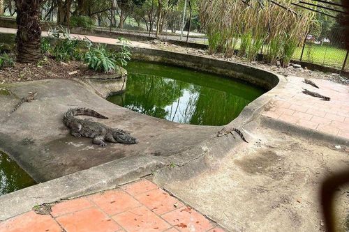 Công viên trung tâm TP.Vinh 'xin' thả hơn 10 con cá sấu về tự nhiên