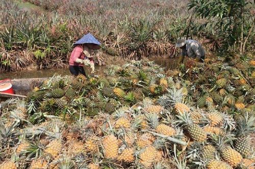 Giá dứa tại Tiền Giang tăng mạnh, nông dân 'bội thu'