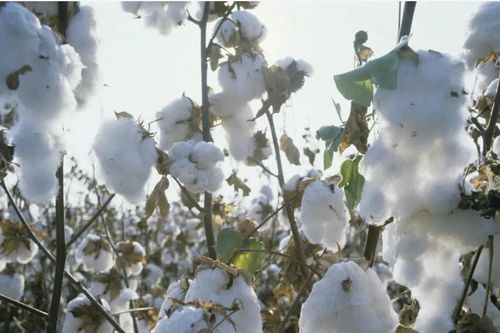 'Bến đỗ mới' của bông Australia