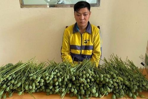 Ung dung mang hơn 5kg cây anh túc bày bán ở cổng trường đại học, thanh niên nhận cái kết thích đáng
