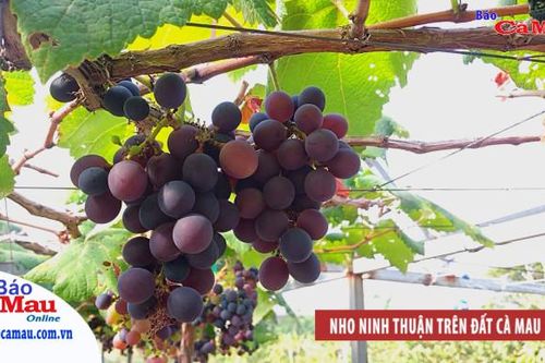 Nho Ninh Thuận trên đất Cà Mau