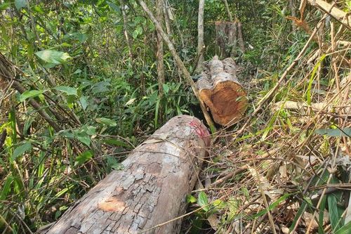 Khẩn trương điều tra, làm rõ vụ xẻ thịt rừng ở Vân Canh