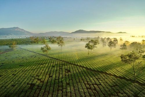 Thời điểm lý tưởng để ghé thăm Biển Hồ chè - Gia Lai