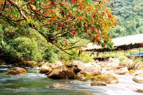 Rực rỡ sắc hoa Vàng Anh bên suối nước Moọc ở Phong Nha