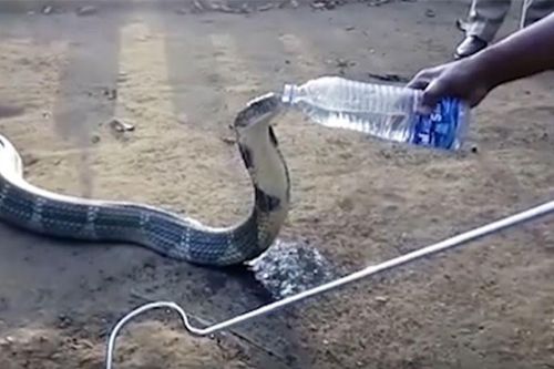 Rắn hổ mang chúa khổng lồ bò vào nhà dân... xin nước