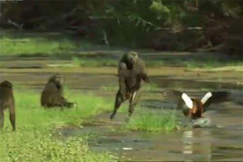 Clip: Khỉ đầu chó tàn sát bầy ngỗng