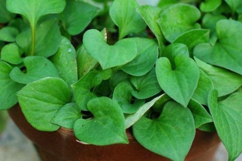 Loại rau nhiều Canxi hơn cả trứng, sữa đi chợ thấy nên mua ngay vừa bổ dưỡng lại ít 'ngậm thuốc'