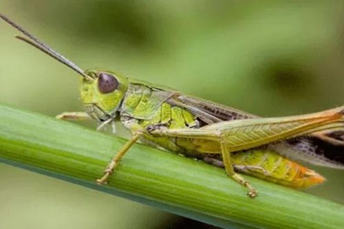 Giáo viên khuyên học sinh ăn bọ để bảo vệ môi trường