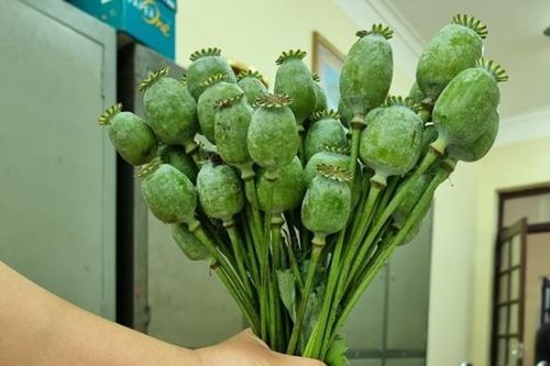 Phê chuẩn khởi tố 3 đối tượng mua bán cây, quả thuốc phiện số lượng lớn