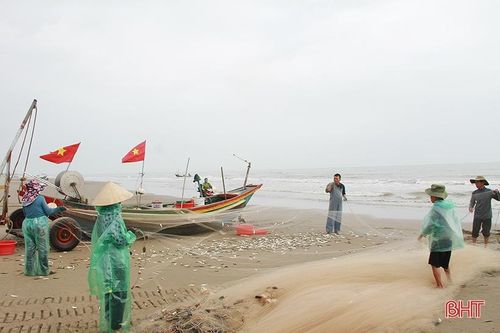 Ngư dân miền biển phía Bắc Hà Tĩnh được mùa cá trích