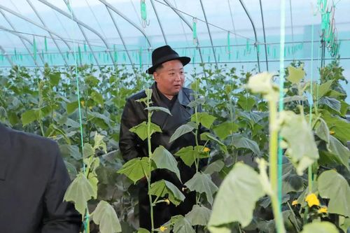 Chống khủng hoảng lương thực, Triều Tiên điều binh sĩ trợ giúp nhà nông