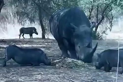 Clip: Tê giác húc bay heo rừng lên trời